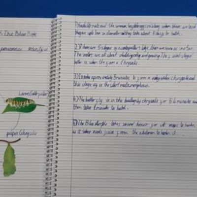 In science we have been learning about the different life cycles of animals in the rainforest.