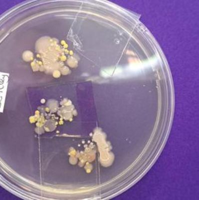 As part of this term's science learning, we are growing our own mould.